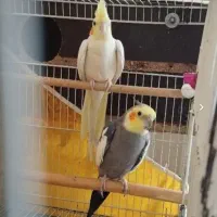عروس هلندی مولد