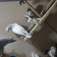 جوجه جیر کبوتر