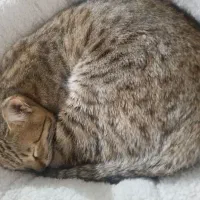 واگذاری گربه رایگان|گربه|قدس, شهر‌قدس|دیوار