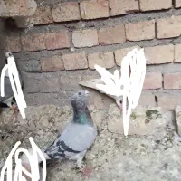 هفرنگ کبود پرشی زنگ|پرنده|دشتابی, |دیوار