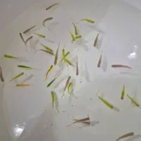 تعدادی زبرا با قیمت استثنایی