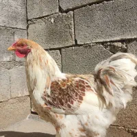 خروس ویاندوت