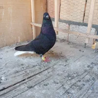 کبوتر