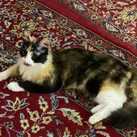 گربه کالیکو واگذاری