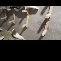 کبوتر
