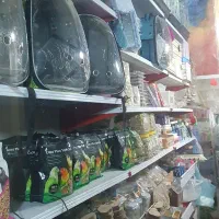 فروش همه نو پرنده|پرنده|آبیک, |دیوار