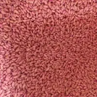 گندم بوجاری  سم زده درجه یک