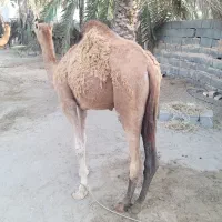 شتر نر ۱۰ماهه