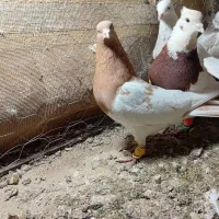 کبوتر پرنده جوون ب شرط|پرنده|اسفرورین, |دیوار