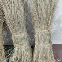 ورس کمل یا کلوش امساله