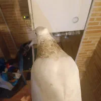 کفتر طوقی ماده|پرنده|فولادشهر, مسکن مهر فولادشهر|دیوار