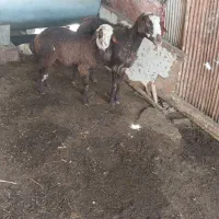 میش بره افشاری