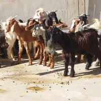 تعدادی کره نر وماده|حیوانات مزرعه|وحدتیه, |دیوار