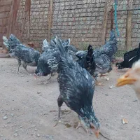 تخم مرغ نطفه دار گلین طوسی فول کیفیت|حیوانات مزرعه|اصفهان, نیروگاه|دیوار