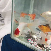 ماهی گلد فیش فروشی