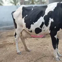 فروش گاو شیری فقط تا ۲۴ ساعت