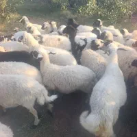 میش