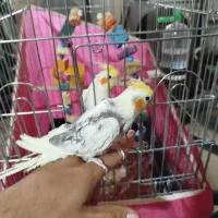 فروش و معاوضه عروس هلندی رام