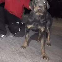 ماده رتوایلر