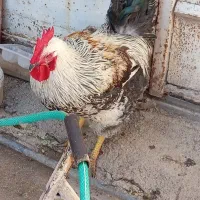 فروش فوری خروس جوان