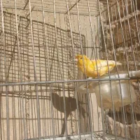 قناری پرتغالی نر|پرنده|مرودشت, ثبت احوال|دیوار