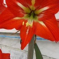گل و گیاه طبیعی