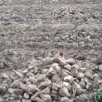 چغندر|لوازم جانبی حیوانات|خوی, |دیوار