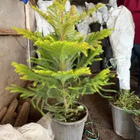 گل و گیاه اپارتمانی کاج مطبق محلات|گل و گیاه طبیعی|محلات, |دیوار