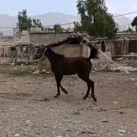 مادیان|اسب و تجهیزات اسبسواری|بولی, |دیوار