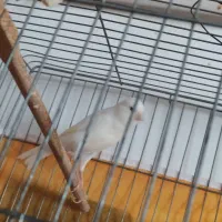 قناری ماده رسمی سفید بلند|پرنده|تبریز, |دیوار