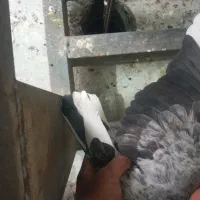 کفتر پشت دار اطلسی|پرنده|ورامین, خیر آباد|دیوار