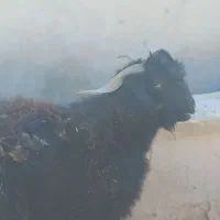 تگ شاد|حیوانات مزرعه|قرقری, |دیوار