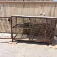 قفس کبوتر