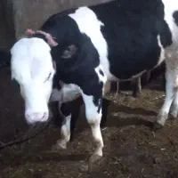 سیمنتال اصل ۷ ماهه وزن ۳۰۰ کیلو میشه