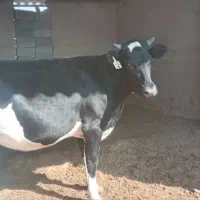 فروش نوبر