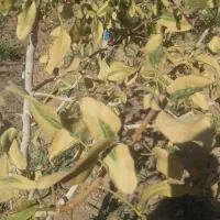 حشره کش و نماتدکش آمریکایی اصل|خدمات باغبانی و درختکاری|تهران, اوین|دیوار
