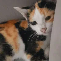 واگذاری بچه گربه