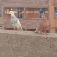 سرگرمی و فراغت ...|پرنده|شوشتر, |دیوار