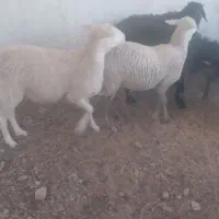 میش لاکن|حیوانات مزرعه|فردوس (خراسان), |دیوار