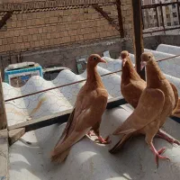 3عددجوجه زرد کرمانی|پرنده|مشهد, ایثار|دیوار