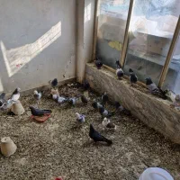 بوم اصفهانی درجه یک|پرنده|برخوار, |دیوار