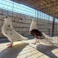 کبوتر دهنجور|پرنده|بندرعباس, |دیوار