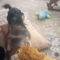 سگ یورکشایر