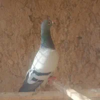 پلاکی|پرنده|اسلام‌‌آباد غرب, |دیوار