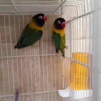 طوطی برزیلی یقه زرد