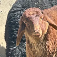 گوسفند زنده بره زنده