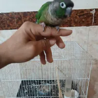طوطی گرینچیک دستی با قفس|پرنده|مشهد, گلبرگ شمالی|دیوار