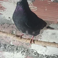 کبوتر پرشی|پرنده|سیمینه, |دیوار