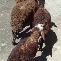 بره نره وما قیمت مفت و ۱رس هم الاغ ۵سال