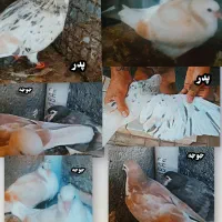 جوجه ساده هفت رنگ